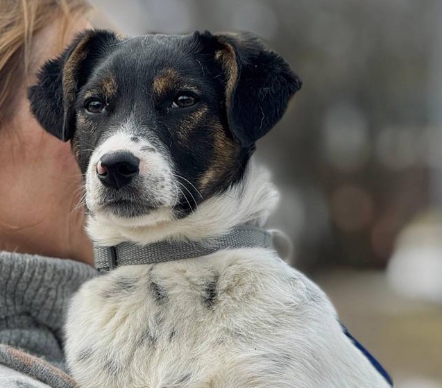 Chiens à adopter